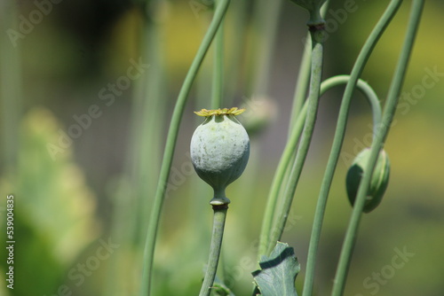 Unripe green poppies heads. Poppy-heads field close up