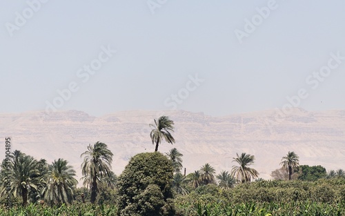 Przyroda nad rzeka Nil