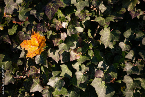 Beautiful maple leaves in autumn sunny day in foreground and. Background