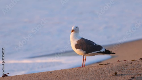 Wallpaper Mural Close-up shot of a seagull on a sandy beach at sunset near Monterey California. Torontodigital.ca