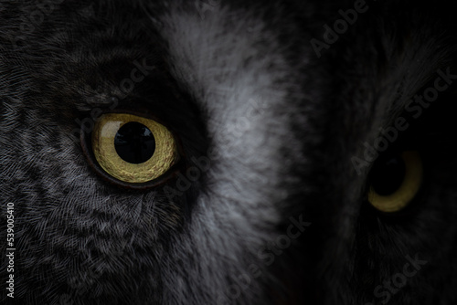 Yellow eyes of wild owl photo