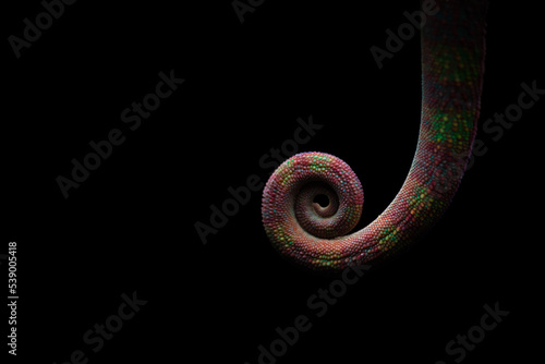 Coiled tail of colorful chameleon photo
