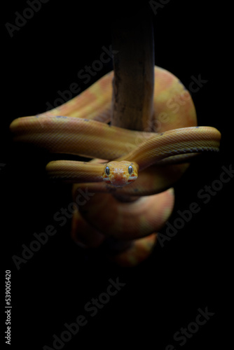 Garden tree boa on branch photo