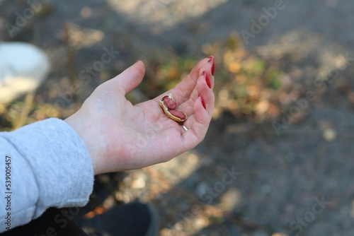 A peanut with a shell in a woman's hand © Oleksandr
