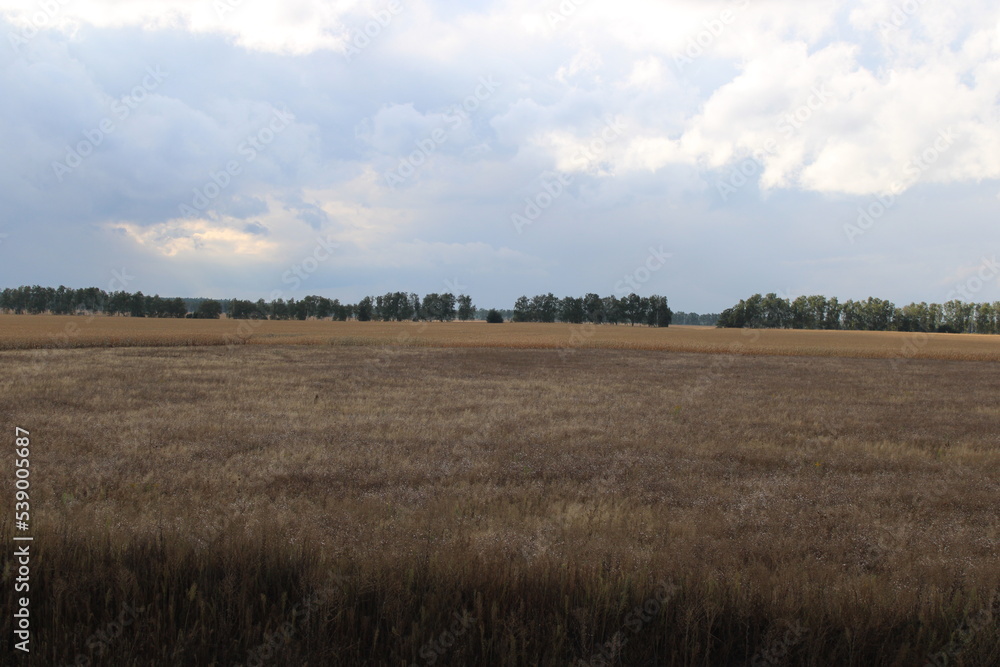 Agriculture in rural areas of Ukraine