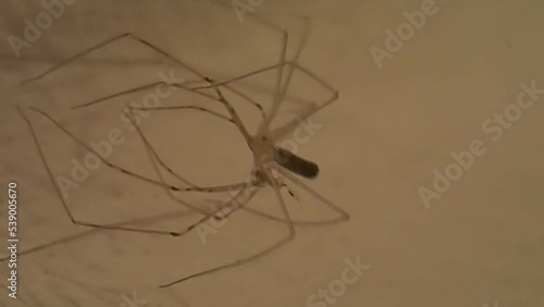 Wallpaper Mural Cellar spider sloughing Torontodigital.ca