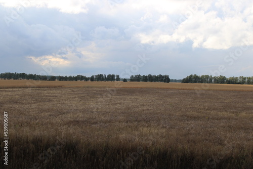 Agriculture in rural areas of Ukraine
