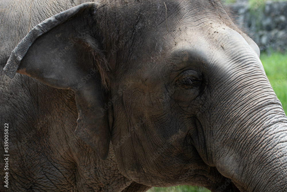 Fototapeta premium Close up an Elephant portrait