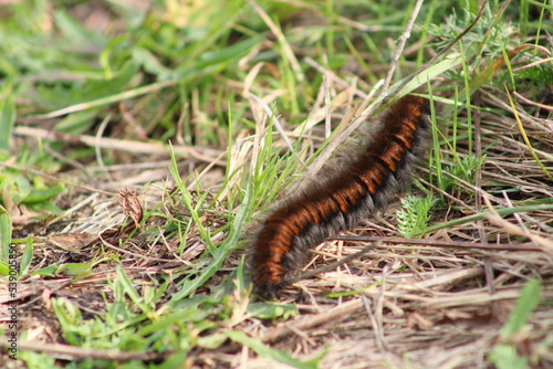 The caterpillar in green grass close up  © Oleksandr