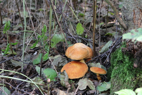 A forest ined mushroom growing on a stump
 photo