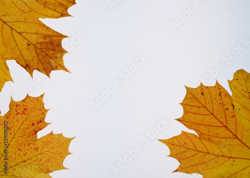 Frame of autumn leaves on white background  multicoloured leaves. High quality photo. Copy Space