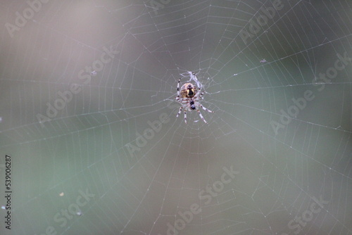 Spider sits on a web on a blurry background 