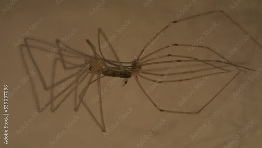 Cellar spider sloughing