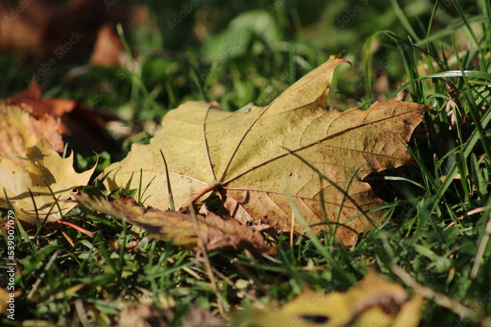 Fallen leaves from trees autumn leaves on green grass
Fallen leaves from trees autumn leaves on green grass
