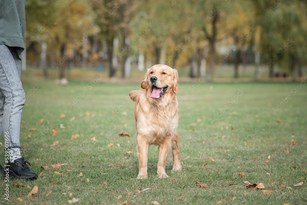 A young beautiful labrador retriever is actively playing in the park. A young beautiful labrador retriever is actively playing in the park.