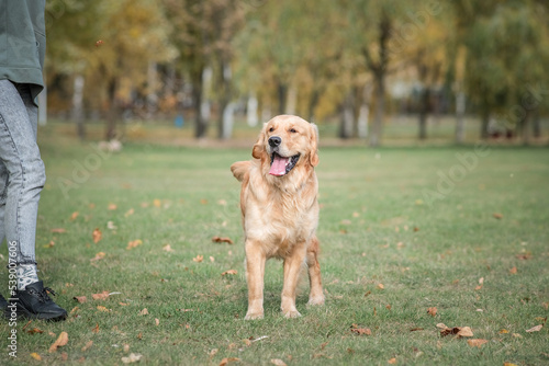 A young beautiful labrador retriever is actively playing in the park.