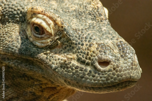 Komodo Dragon