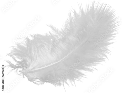 Fototapeta White feather isolated on white background