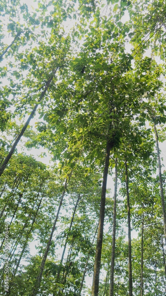 Fototapeta premium trees in the forest