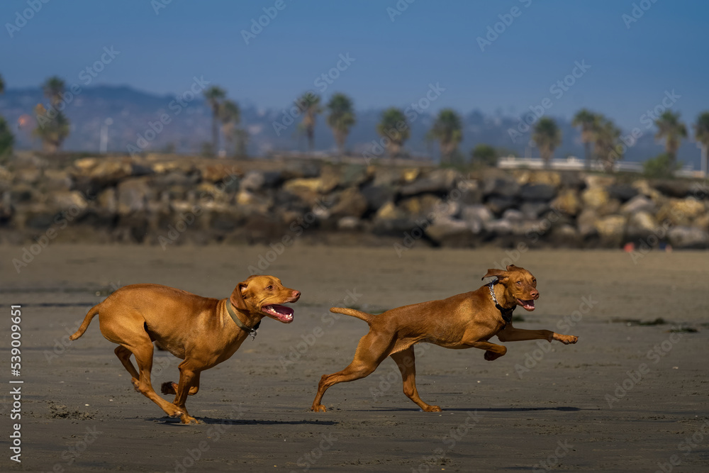 20221016 TWO VIZSLAS RUNNING AND JUMPING AT A DOG PARK ON A BEACH IN