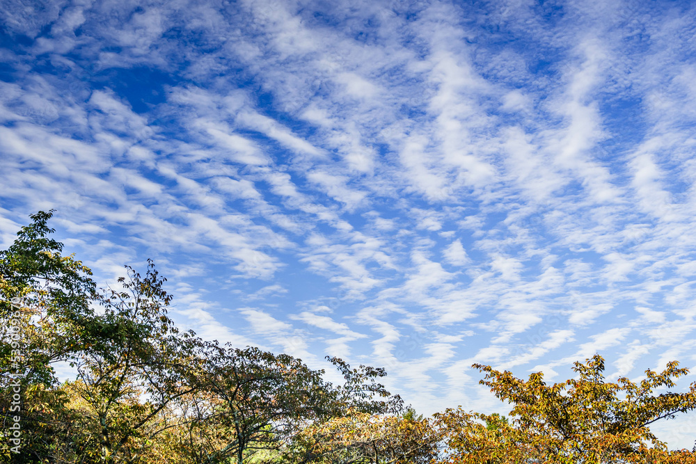 Fototapeta premium 秋の空と木