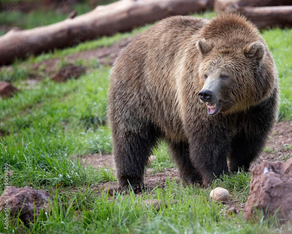 Black Bears at Bearizona