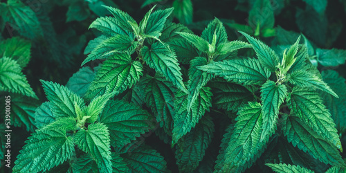 Growing common nettle bush outdoors. Urtica dioica. Stinging nettles plant. Herbal medicine concept. Medicinal herbs. Green foliage background. Dark leaves pattern. Botanical greenery. Panoramic photo