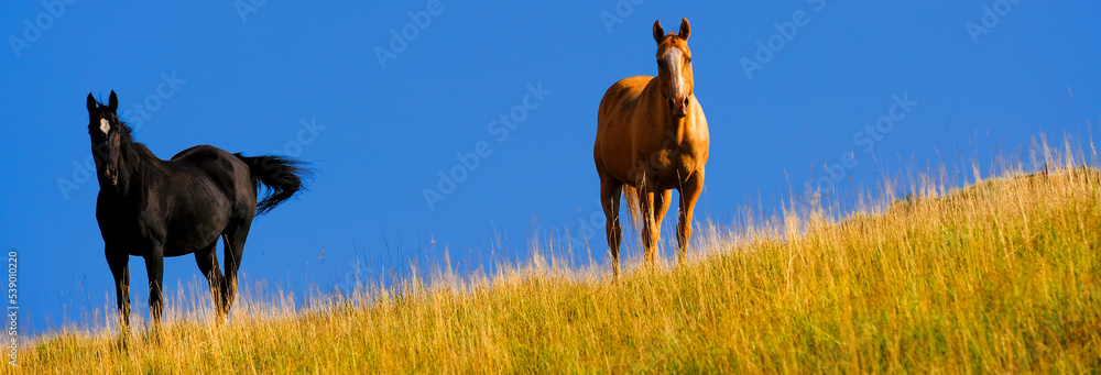 Horses Grazing on Hillside with Blue Sky and Clouds Horses Grazing on Hillside with Blue Sky and Clouds