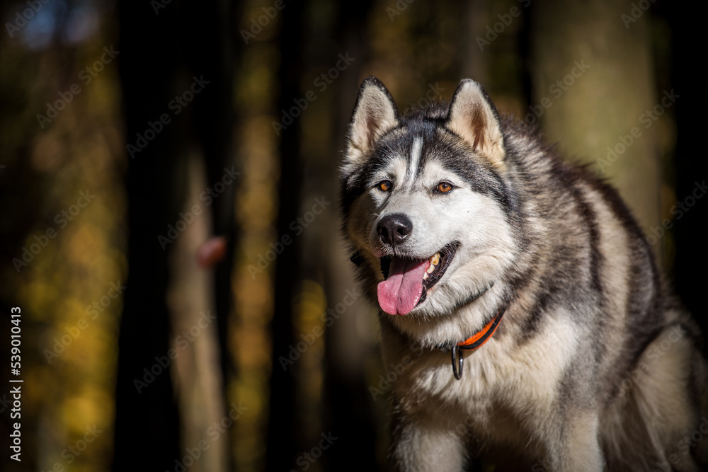 Obraz premium Siberian husky portrait in autumn nature