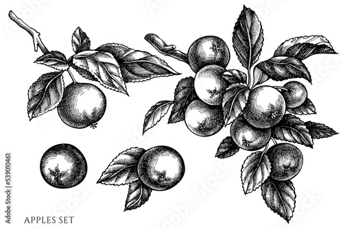 Gardening vintage vector illustrations collection. Black and white apples.