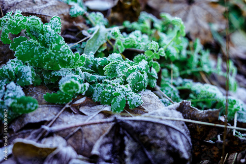 Frozen and snow-covered green grass during the first snow and frost of early winter. First snow on the open ground with grass.