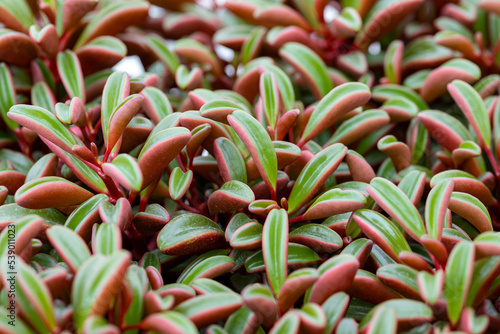 Peperomia graveolens leaves. This plant is endemic to Ecuador. It has long succulent obtuse leaves. photo