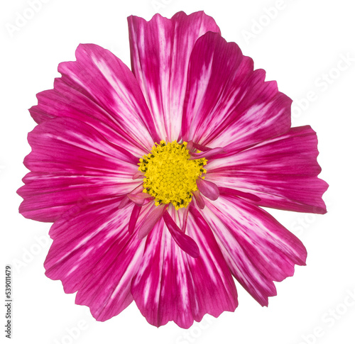 Картината върху платно cosmos flower isolated