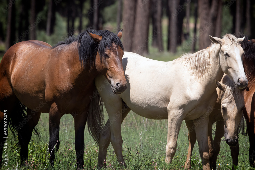 Wild Horses Heber Arizona