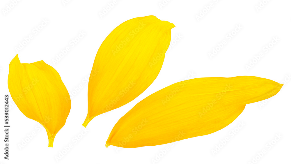 Fresh yellow sunflower petals isolated on a white background, flat lay. Three yellow petals. Fresh yellow sunflower petals isolated on a white background, flat lay. Three yellow petals.