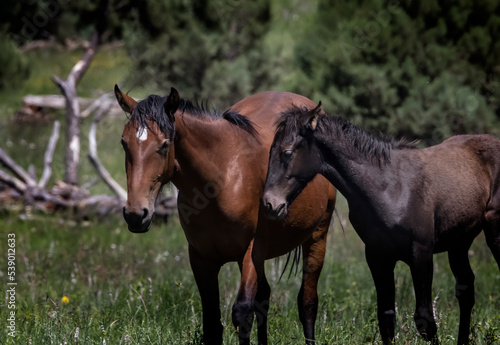 Fototapeta Naklejka Na Ścianę i Meble -  Wild Horses Heber Arizona
