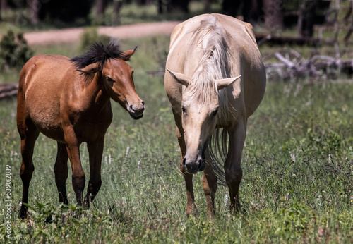 Wild Horses Heber Arizona © Carol