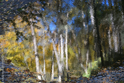 Delaware Township, Pike County, Pennsylvania: Birch trees reflected in a stream in a wooded area at Dingmans Falls, in the Delaware Water Gap National Recreation Area. photo