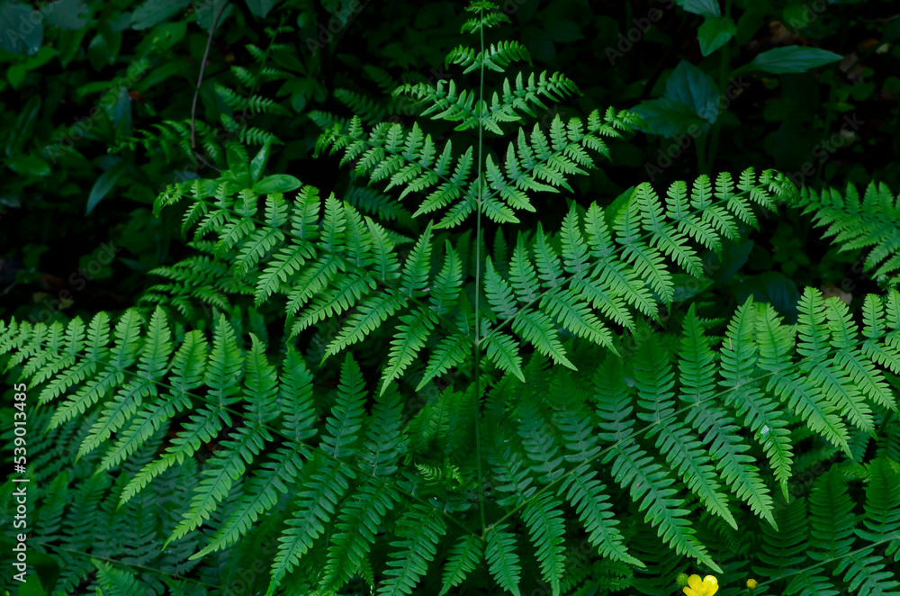 Fern in the forest Fern in the forest