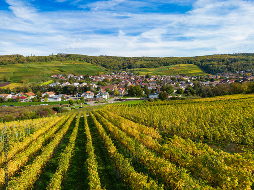 Blick   ber die herbstlichen Weinberge auf Pfaffenweiler bei Freiburg im Breisgau