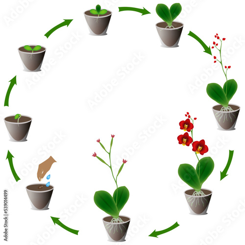 Orchid growth life cycle in a pot on a white background.