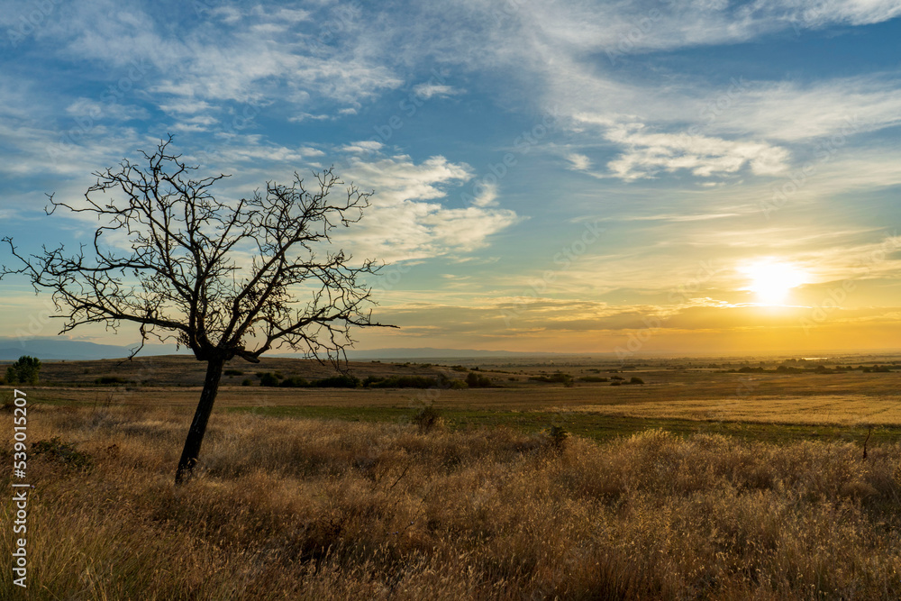 Landscape of a field in Bulgaria and a tree in the foreground