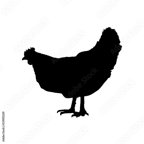  silhouette of a hen
