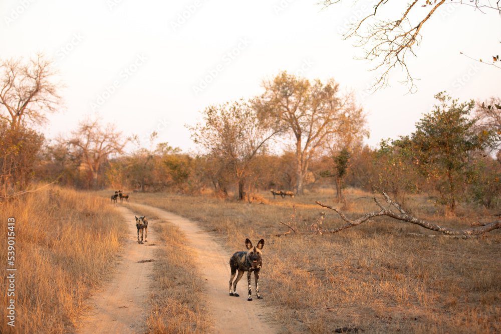 Naklejka premium A pack of african wild dogs ( Lycaon Pictus) in the evening sun, Sabi Sands Game Reserve, South Africa.