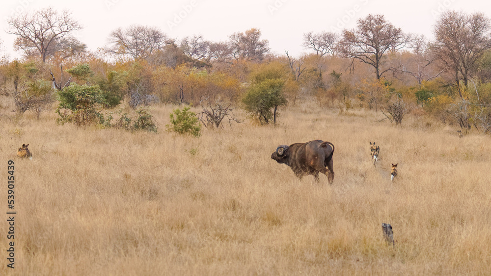 A pack of african wild dogs ( Lycaon Pictus) surrounding a african buffalo, Sabi Sands Game Reserve, South Africa. A pack of african wild dogs ( Lycaon Pictus) surrounding a african buffalo, Sabi Sands Game Reserve, South Africa.