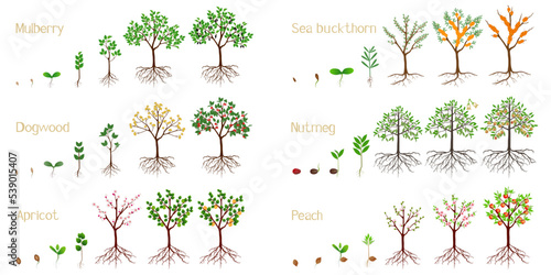 Set of growth cycles of fruit plants on a white background.
