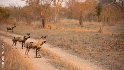 A pack of african wild dogs   Lycaon Pictus  in the evening sun  Sabi Sands Game Reserve  South Africa.