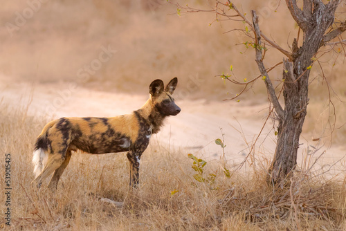 African wild dog ( Lycaon Pictus) in the evening sun, Sabi Sands Game Reserve, South Africa.