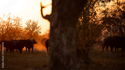 A gang of african buffalo or Cape buffalo (Syncerus caffer) in the evening sun, Sabi Sands Game Reserve, South Africa.