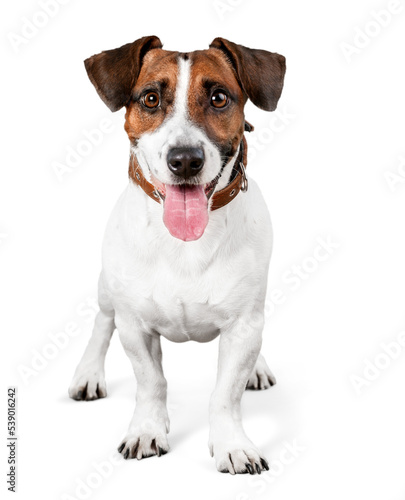 Cute small dog Jack Russell terrier